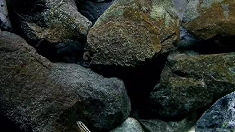 Pflanzen im Aquarium Bilskirnir von T H O R (26)