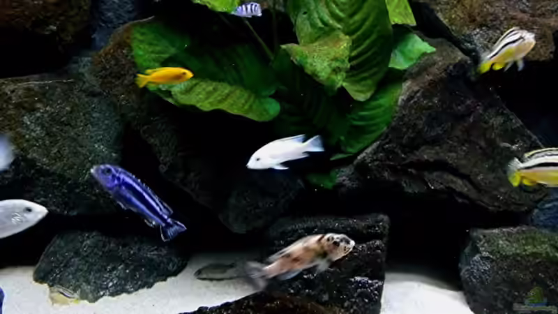 Pflanzen im Aquarium Bilskirnir von T H O R (27)