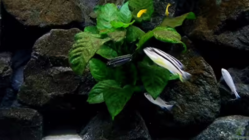 Pflanzen im Aquarium Bilskirnir von T H O R (29)