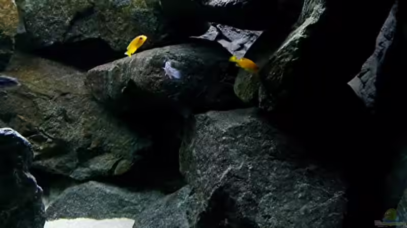 Pflanzen im Aquarium Bilskirnir von T H O R (30)