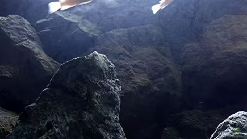 Pflanzen im Aquarium Bilskirnir von T H O R (31)