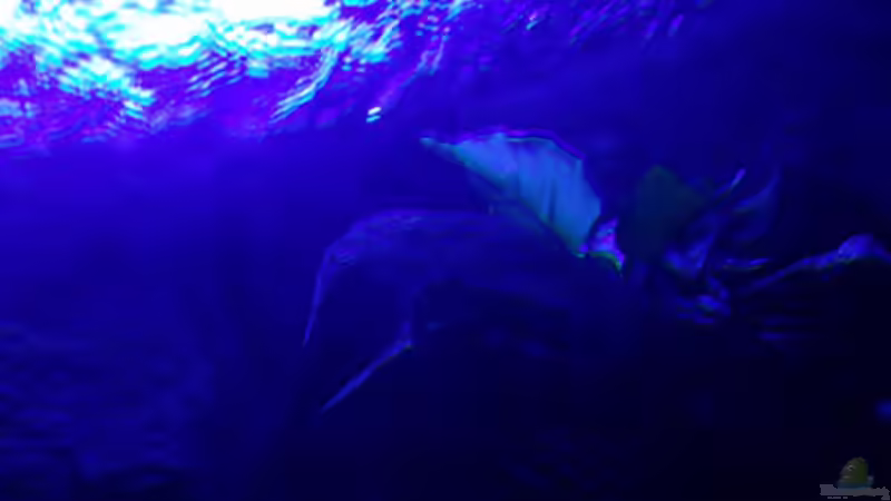 Pflanzen im Aquarium Bilskirnir von T H O R (32)