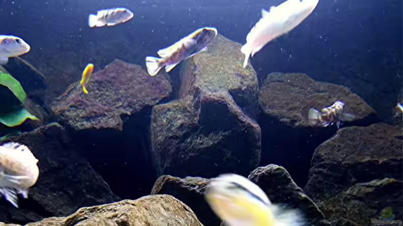 Pflanzen im Aquarium Bilskirnir von T H O R (37)