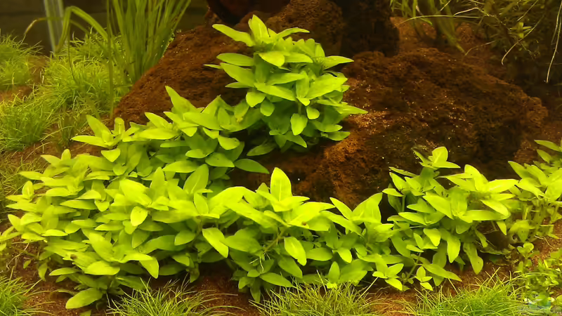 Pflanzen im Aquarium biOtooP von El Hein (15)