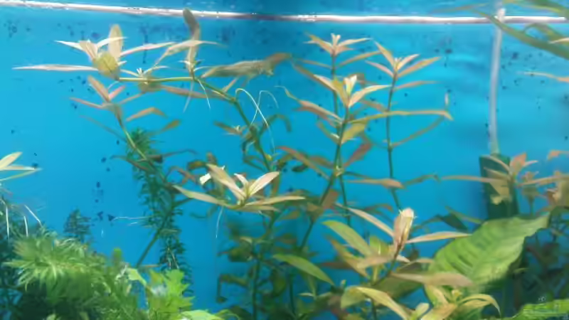 Pflanzen im Aquarium Biotop von Michael Köln (2)