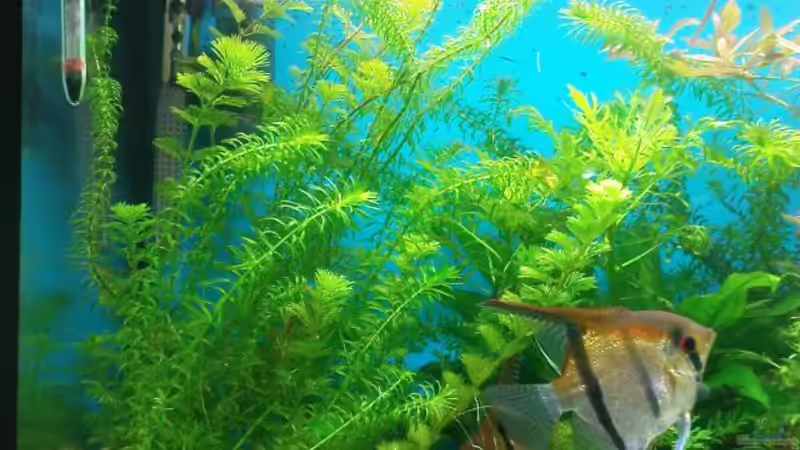 Pflanzen im Aquarium Biotop von Michael Köln (4)