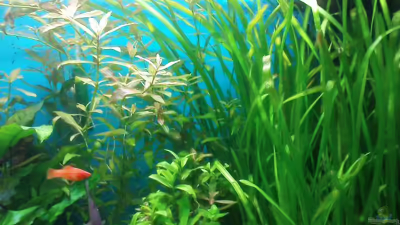 Pflanzen im Aquarium Biotop von Michael Köln (5)