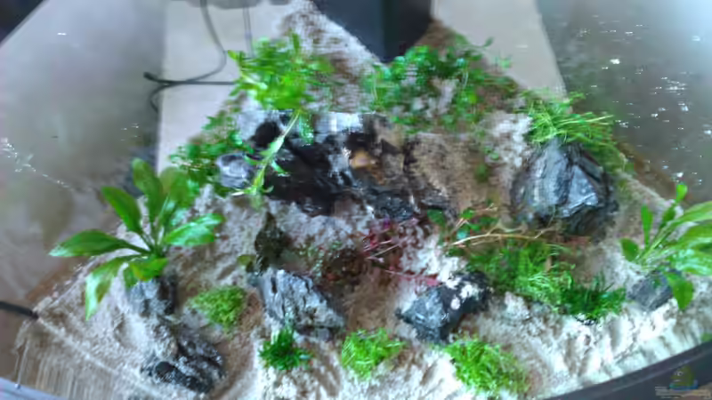 Pflanzen im Aquarium Black Forest von Malphite (4)