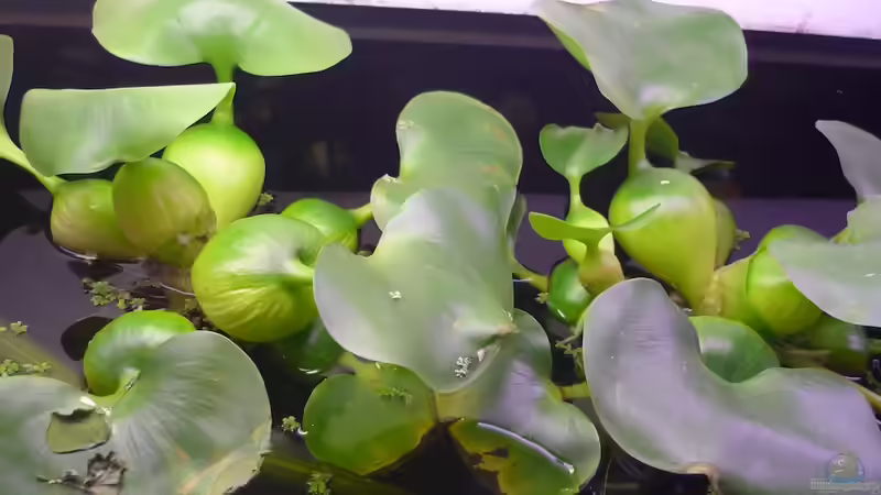 Pflanzen im Aquarium Black Pearl von Chris_R. (15)