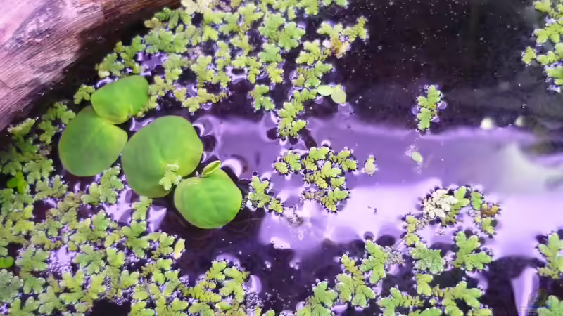 Pflanzen im Aquarium Black Pearl von Chris_R. (16)