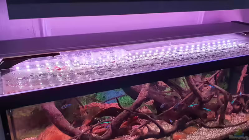 Pflanzen im Aquarium blaue Neon Paradies von Malawi-Guard (3)