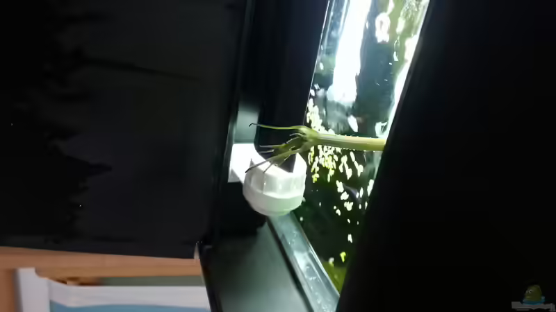 Pflanzen im Aquarium Blaulinge im Grünen von Yvonne Storms (13)