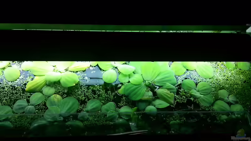 Pflanzen im Aquarium Blaulinge im Grünen von Yvonne Storms (14)