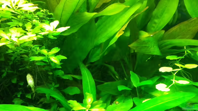 Pflanzen im Aquarium Blaulinge im Grünen von Yvonne Storms (15)