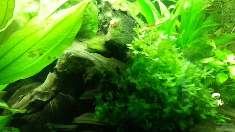 Pflanzen im Aquarium Blaulinge im Grünen von Yvonne Storms (16)