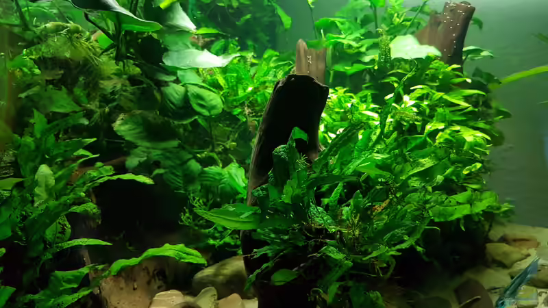 Pflanzen im Aquarium Blue Dempsey von Rabunz3l (5)
