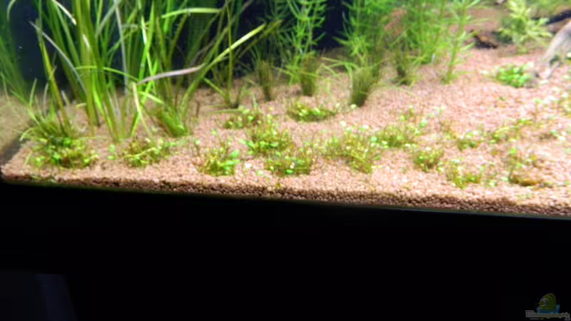 Pflanzen im Aquarium Blue-Eyed Angels (nur noch Beispiel) von Nick3 (10)