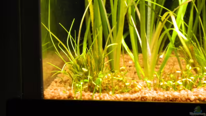 Pflanzen im Aquarium Blue-Eyed Angels (nur noch Beispiel) von Nick3 (11)