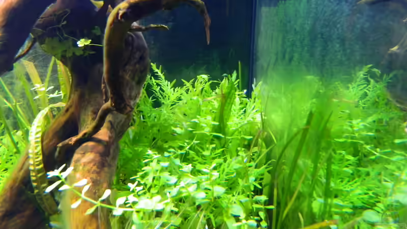 Pflanzen im Aquarium Blue-Eyed Angels (nur noch Beispiel) von Nick3 (15)