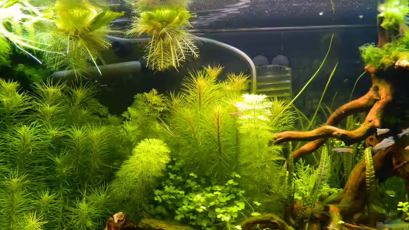 Pflanzen im Aquarium Blue-Eyed Angels (nur noch Beispiel) von Nick3 (16)