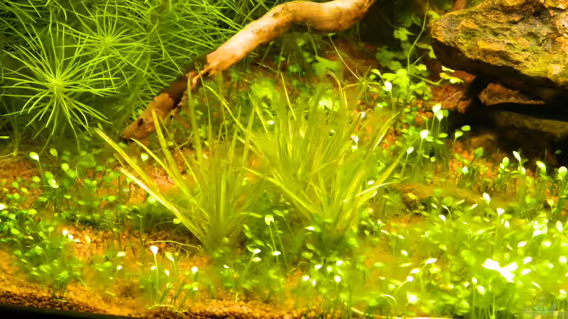 Pflanzen im Aquarium Blue-Eyed Angels (nur noch Beispiel) von Nick3 (19)