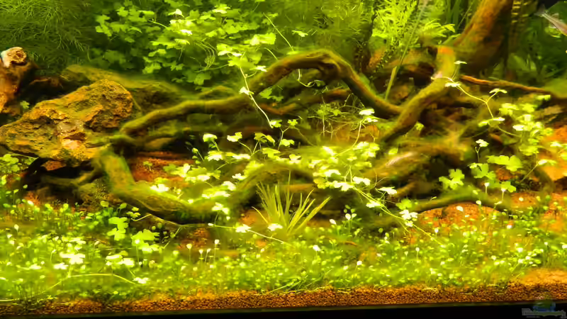 Pflanzen im Aquarium Blue-Eyed Angels (nur noch Beispiel) von Nick3 (20)