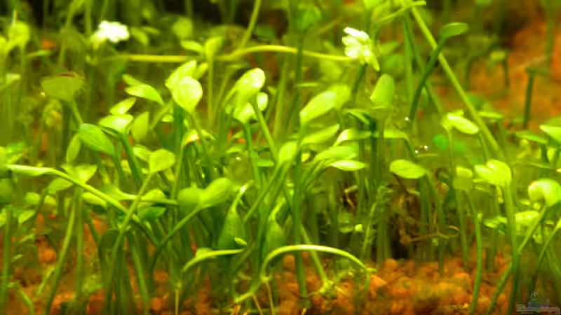 Pflanzen im Aquarium Blue-Eyed Angels (nur noch Beispiel) von Nick3 (21)