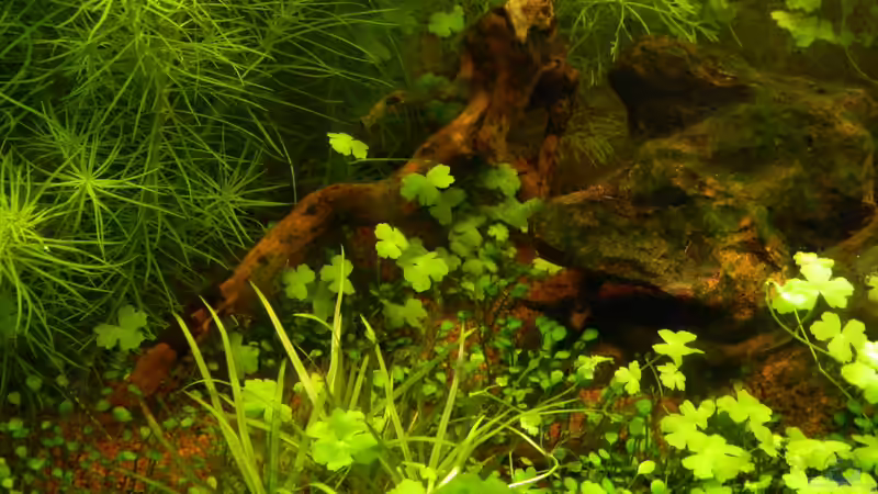 Pflanzen im Aquarium Blue-Eyed Angels (nur noch Beispiel) von Nick3 (22)