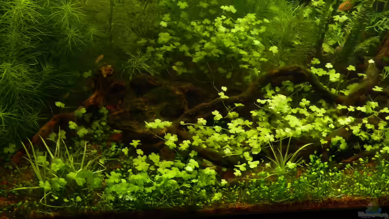 Pflanzen im Aquarium Blue-Eyed Angels (nur noch Beispiel) von Nick3 (23)