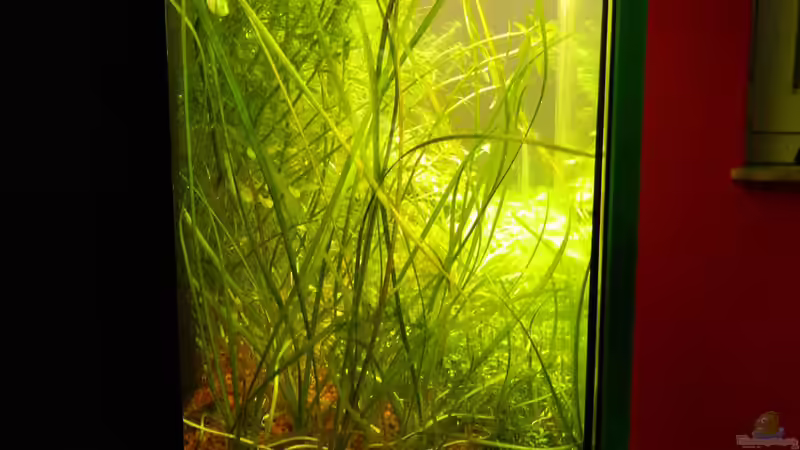 Pflanzen im Aquarium Blue-Eyed Angels (nur noch Beispiel) von Nick3 (24)