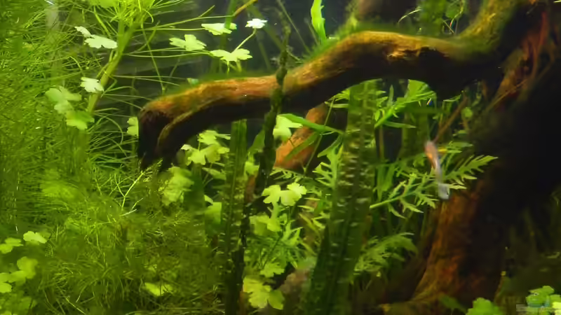 Pflanzen im Aquarium Blue-Eyed Angels (nur noch Beispiel) von Nick3 (25)