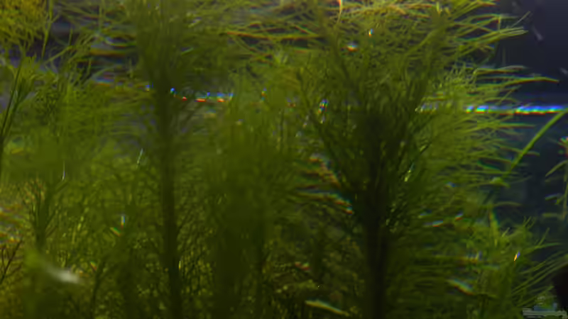 Pflanzen im Aquarium Blue-Eyed Angels (nur noch Beispiel) von Nick3 (27)