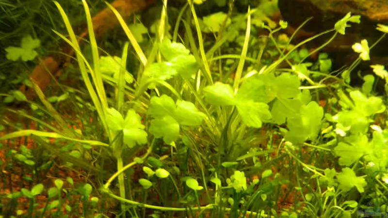 Pflanzen im Aquarium Blue-Eyed Angels (nur noch Beispiel) von Nick3 (28)