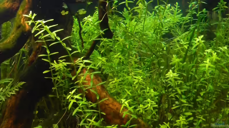 Pflanzen im Aquarium Blue-Eyed Angels (nur noch Beispiel) von Nick3 (30)