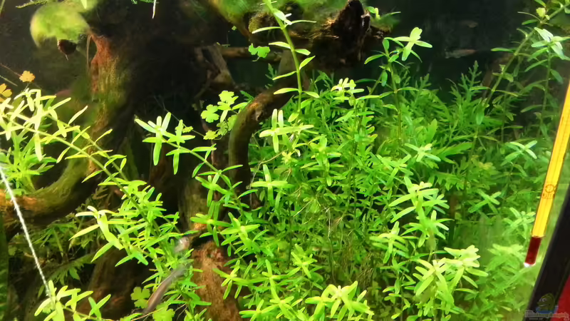 Pflanzen im Aquarium Blue-Eyed Angels (nur noch Beispiel) von Nick3 (31)