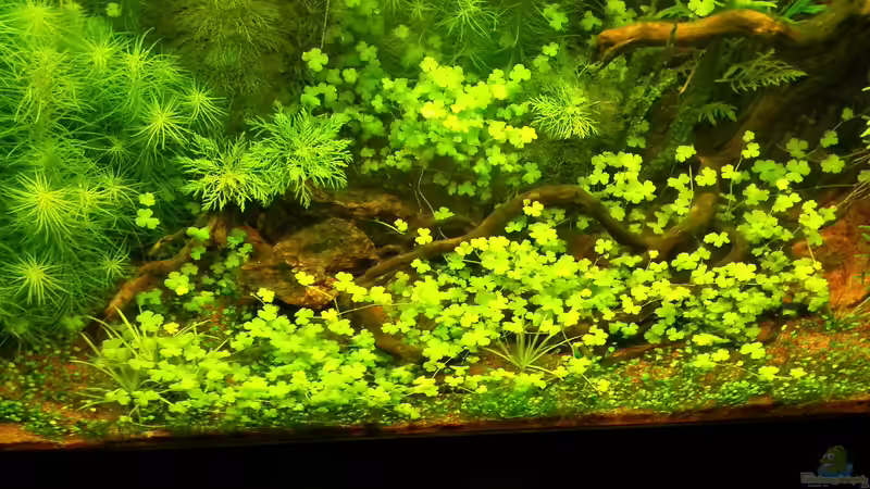 Pflanzen im Aquarium Blue-Eyed Angels (nur noch Beispiel) von Nick3 (32)