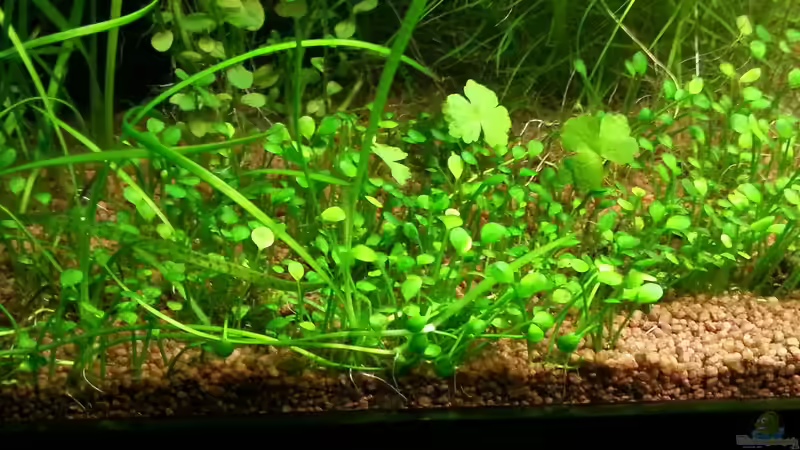 Pflanzen im Aquarium Blue-Eyed Angels (nur noch Beispiel) von Nick3 (35)