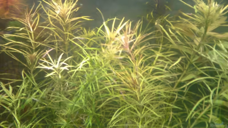 Pflanzen im Aquarium Blue Kafiman Biotope von Tamispapsi (4)