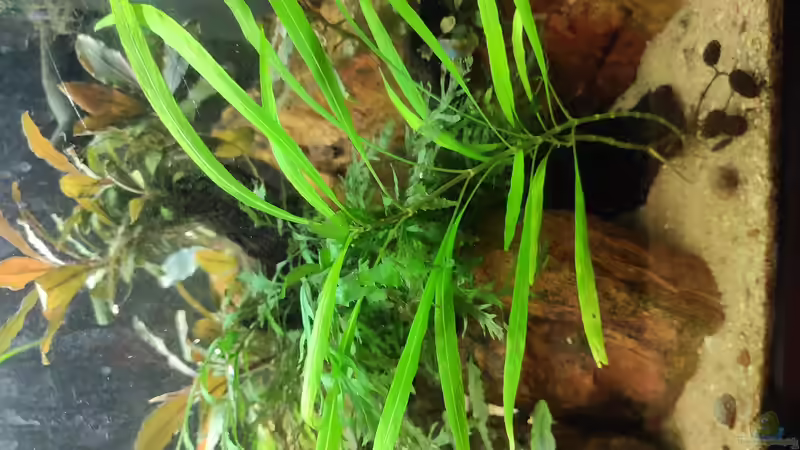 Pflanzen im Aquarium Borneo-südostasien (so nicht mehr existent) von Max Wolf (4)