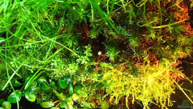 Pflanzen im Aquarium Brackwasser Paludarium Mangrovenkrabben von Manni 13 (11)