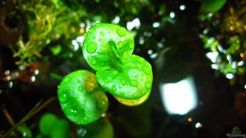 Pflanzen im Aquarium Brackwasser Paludarium Mangrovenkrabben von Manni 13 (5)