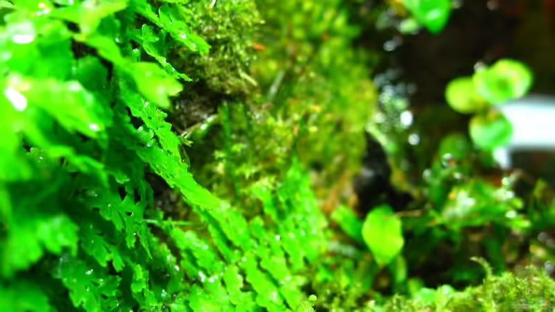 Pflanzen im Aquarium Brackwasser Paludarium Mangrovenkrabben von Manni 13 (8)
