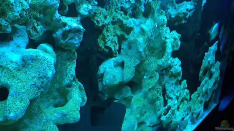 Pflanzen im Aquarium Brackwasserbecken von _JWoww_ (7)