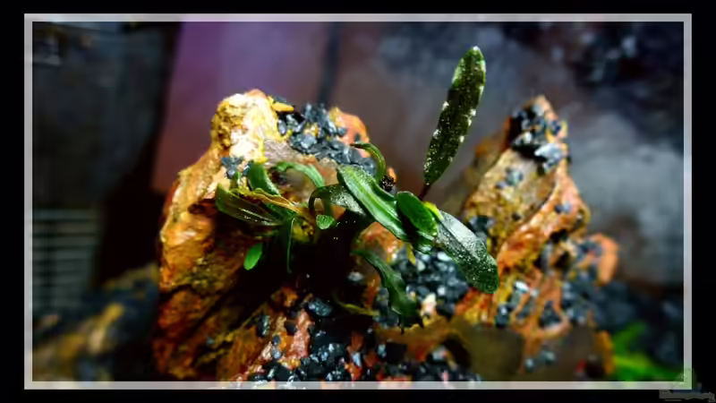 Pflanzen im Aquarium Bucephalandra Pfütze von Scaper´s love Plants (6)