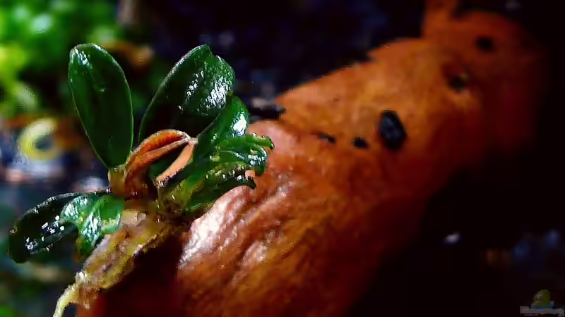 Pflanzen im Aquarium Bucephalandra Pfütze von Scaper´s love Plants (7)