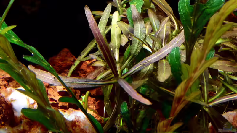 Pflanzen im Aquarium Bucetank von Scaper´s love Plants (13)