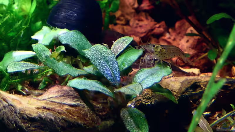 Pflanzen im Aquarium Bucetank von Scaper´s love Plants (14)