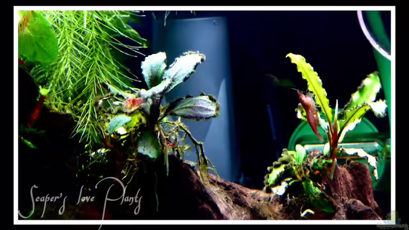 Pflanzen im Aquarium Bucetank von Scaper´s love Plants (17)