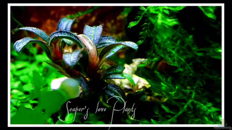 Pflanzen im Aquarium Bucetank von Scaper´s love Plants (18)