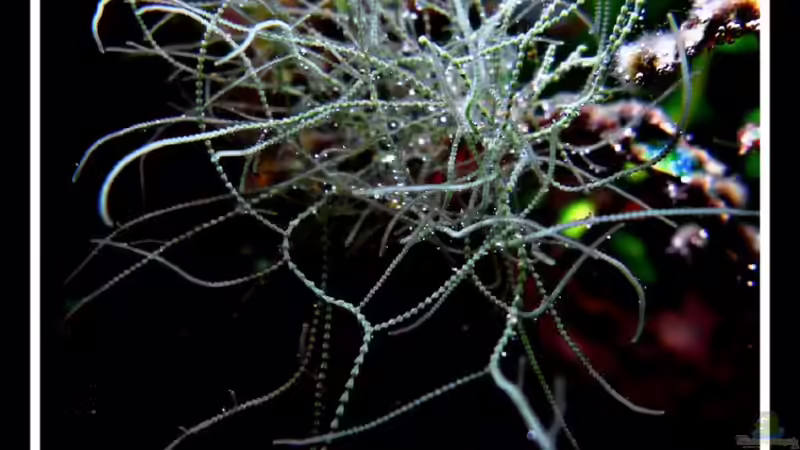 Pflanzen im Aquarium Bucetank von Scaper´s love Plants (20)